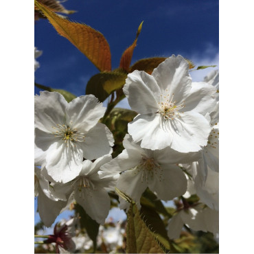 PRUNUS serrulata TAIHAKU