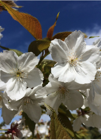 PRUNUS serrulata TAIHAKU