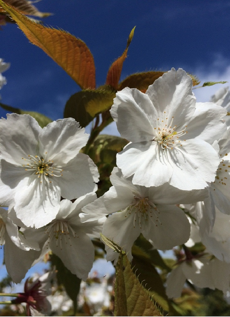 PRUNUS serrulata TAIHAKU