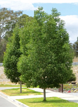 FRAXINUS pennsylvanica CIMMARON