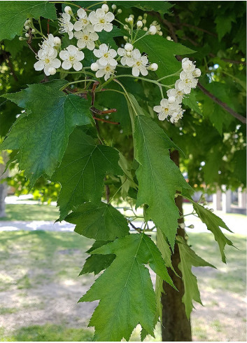 SORBUS torminalis