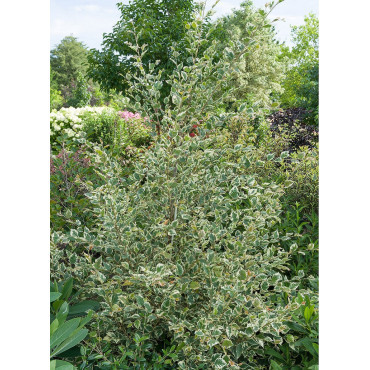 BETULA nigra SHILOH SPLASH