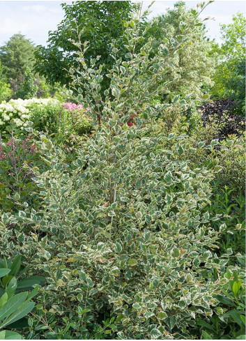 BETULA nigra SHILOH SPLASH