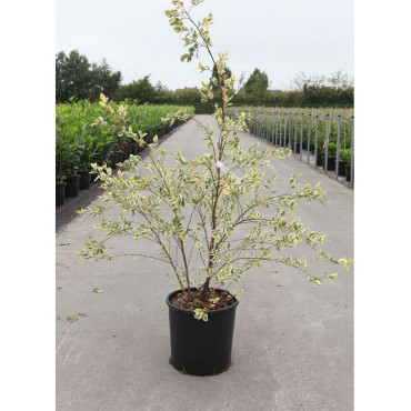 BETULA nigra SHILOH SPLASH En pot de 25-30 litres