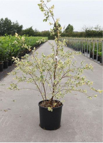 BETULA nigra SHILOH SPLASH En pot de 25-30 litres