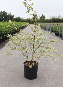 BETULA nigra SHILOH SPLASH En pot de 25-30 litres En pot de 25-30 litres hauteur 125-150 cm