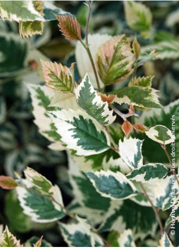 BETULA nigra SHILOH SPLASH