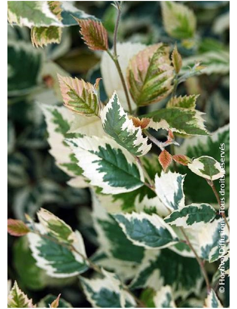 BETULA nigra SHILOH SPLASH