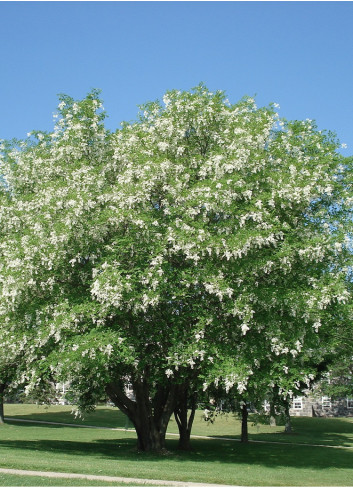 CLADRASTIS kentukea