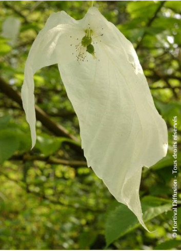 DAVIDIA involucrata