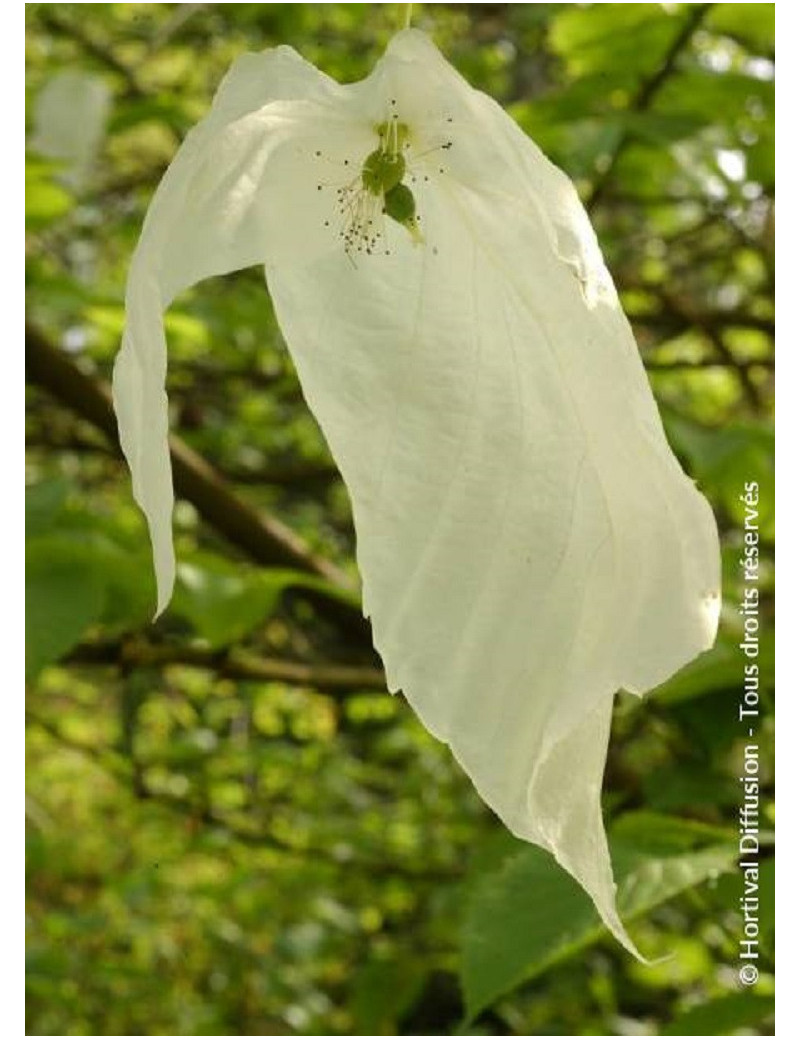 DAVIDIA involucrata