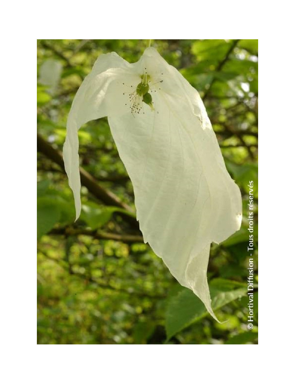 DAVIDIA involucrata