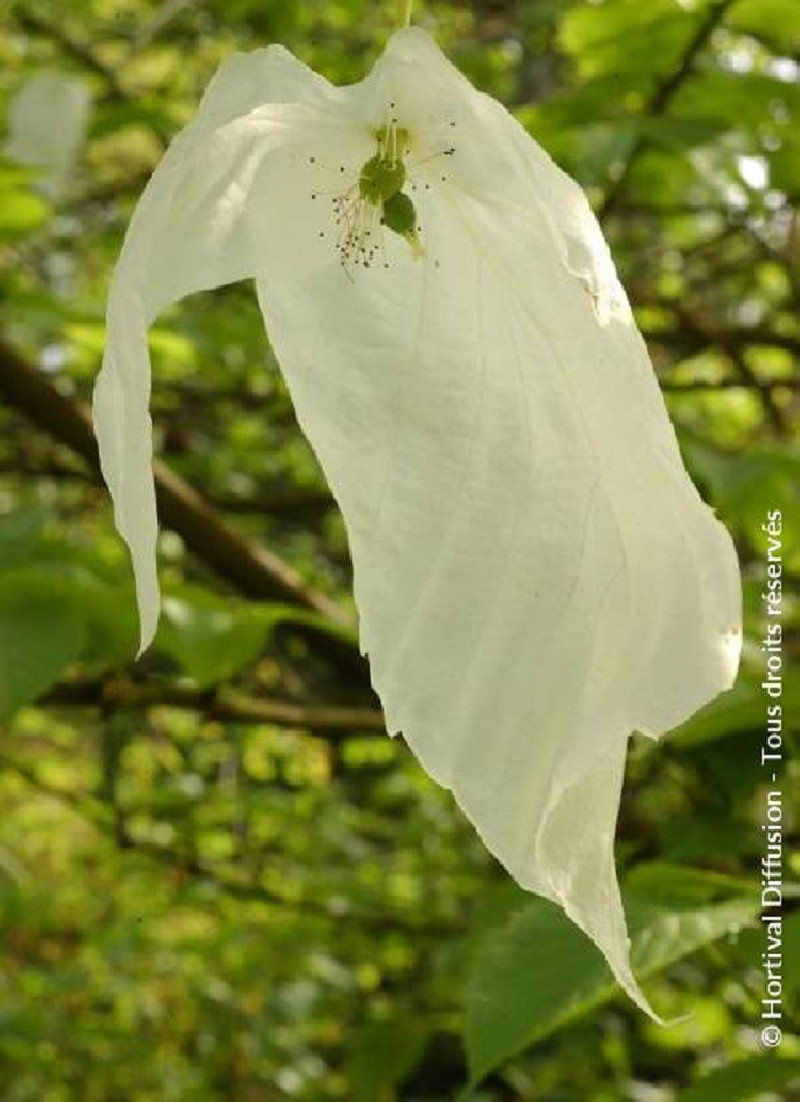DAVIDIA involucrata