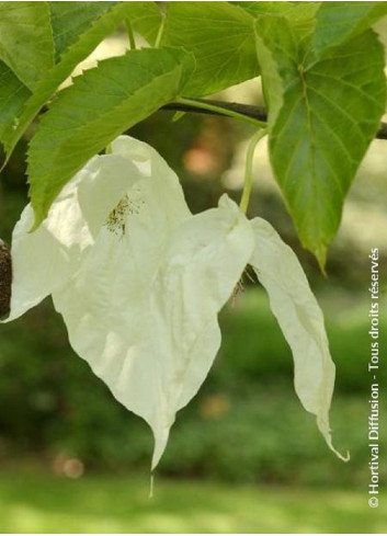 DAVIDIA involucrata