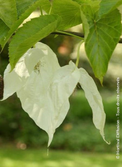 DAVIDIA involucrata