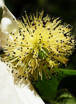DAVIDIA involucrata VILMORINIANA