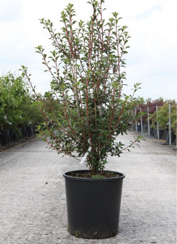 ENKIANTHUS campanulatus En pot de 15-20 litres buisson hauteur 100-125 cm