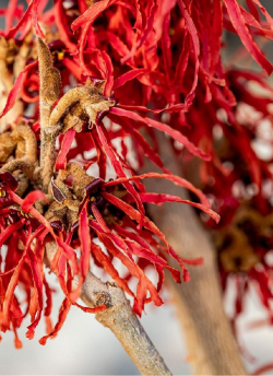 hamamelis-feuerzauber-hamamelis-intermedia-feuerzauber.jpg
