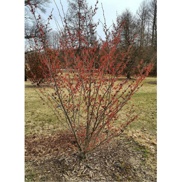 HAMAMELIS intermedia RUBY GLOW
