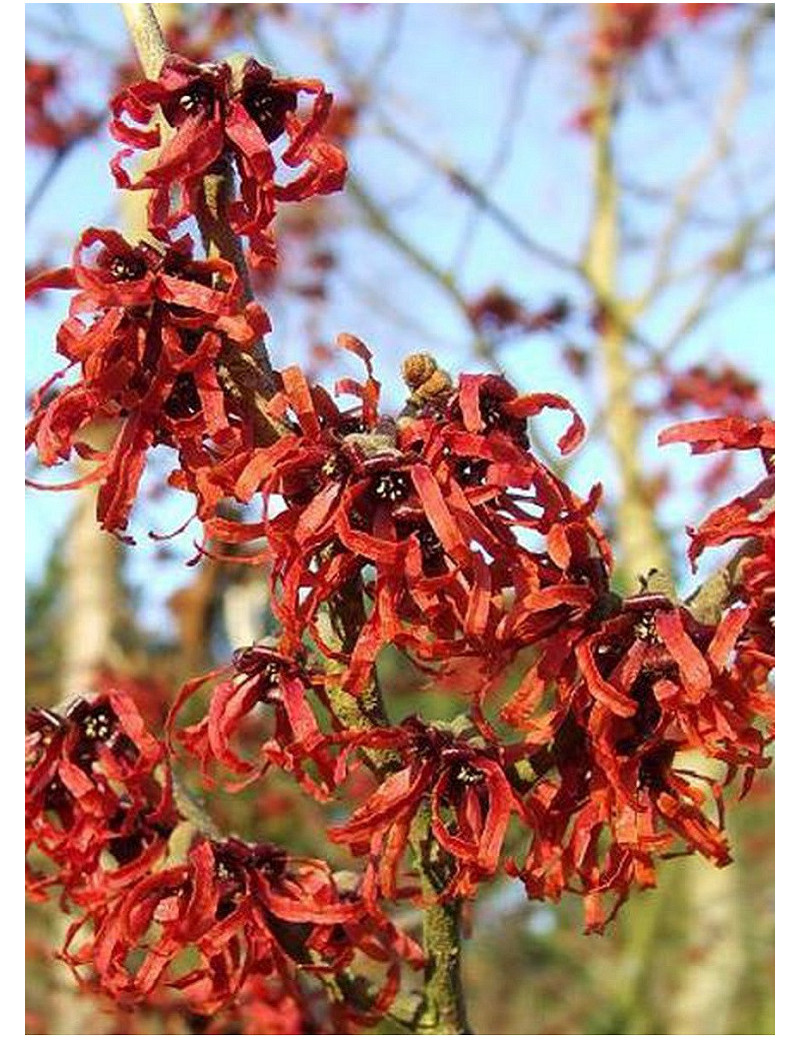 HAMAMELIS intermedia RUBY GLOW HAMAMELIS intermedia RUBY GLOW