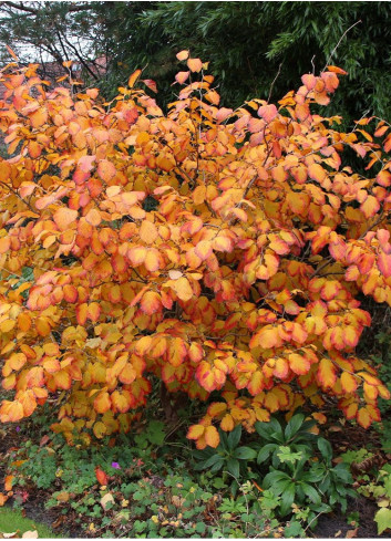 HAMAMELIS intermedia ARNOLD PROMISE