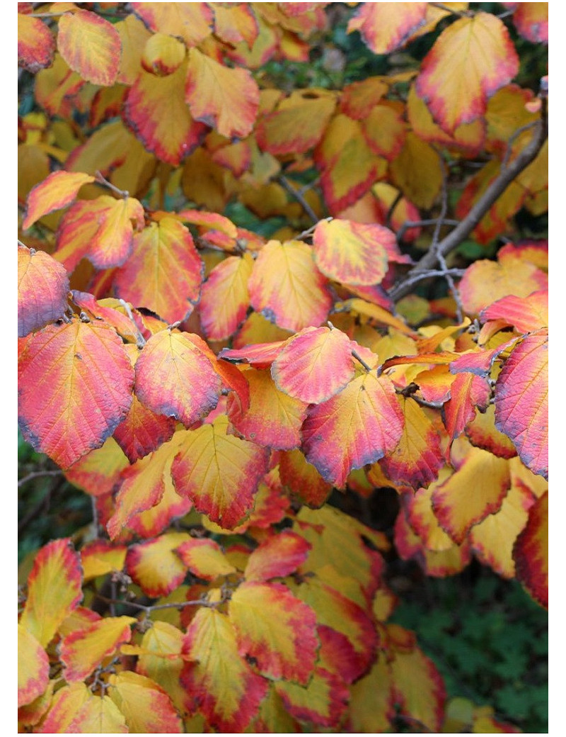 HAMAMELIS intermedia ARNOLD PROMISE