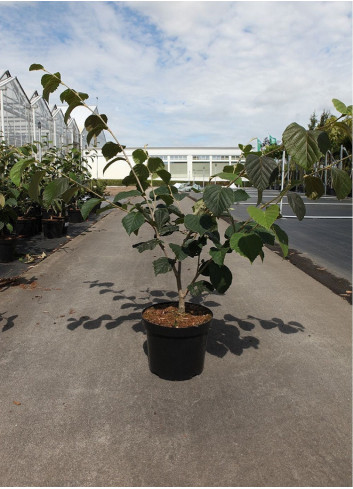 HAMAMELIS intermedia En pot de 7-10 litres