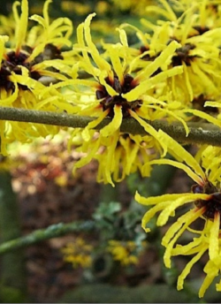 hamamelis-de-virginie-hamamelis-virginiana.jpg