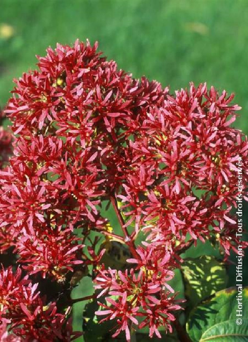 HEPTACODIUM miconioides
