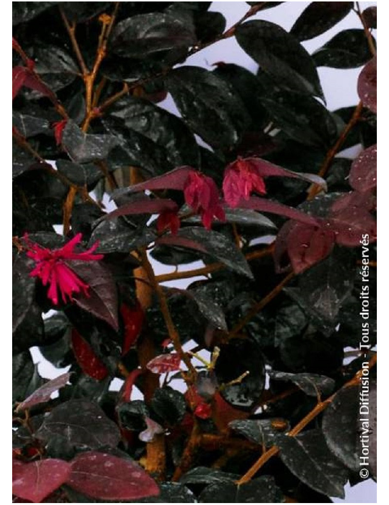 LOROPETALUM chinense BLACK Pearl