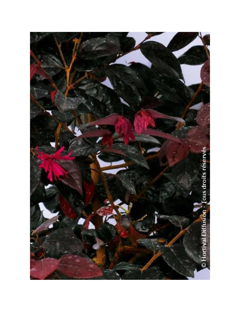 LOROPETALUM chinense BLACK Pearl