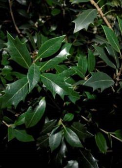 OSMANTHUS heterophyllus