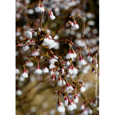 PRUNUS incisa FRILLY FROCK