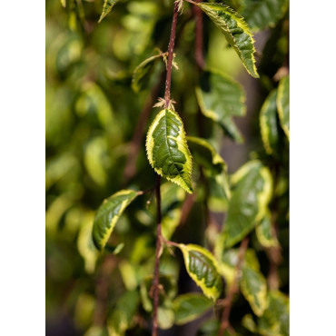 PRUNUS incisa FRILLY FROCK