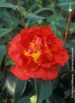 CAMELLIA japonica BLOOD OF CHINA