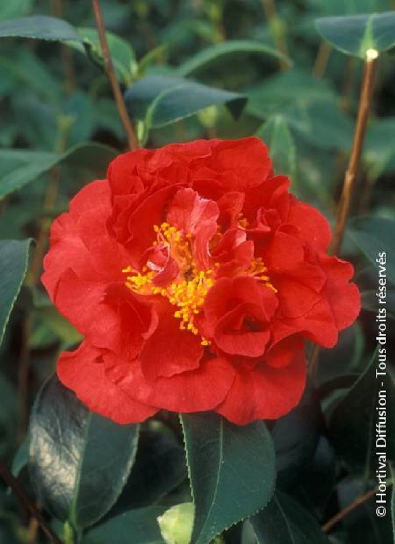 CAMELLIA japonica BLOOD OF CHINA
