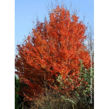 CARPINUS betulus ORANGE RETZ