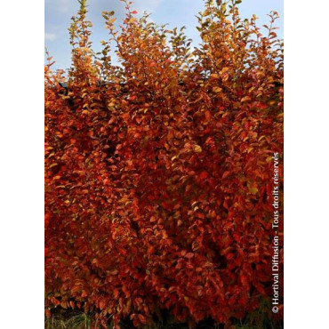 CARPINUS betulus ORANGE RETZ