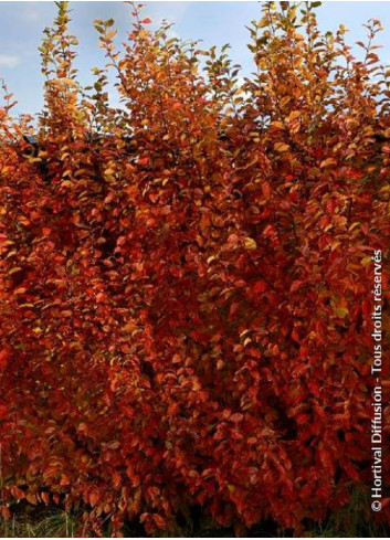 CARPINUS betulus ORANGE RETZ