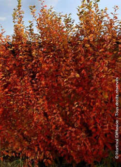 CARPINUS betulus ORANGE RETZ