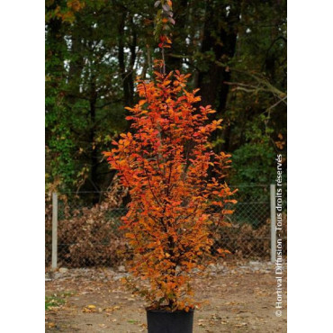 CARPINUS betulus ORANGE RETZ