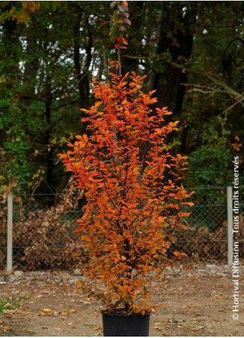 CARPINUS betulus ORANGE RETZ