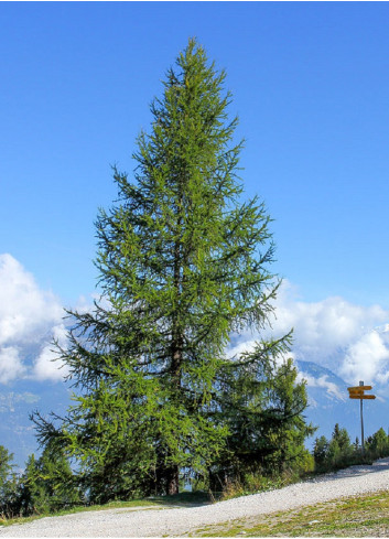 LARIX decidua