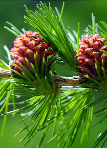 LARIX decidua