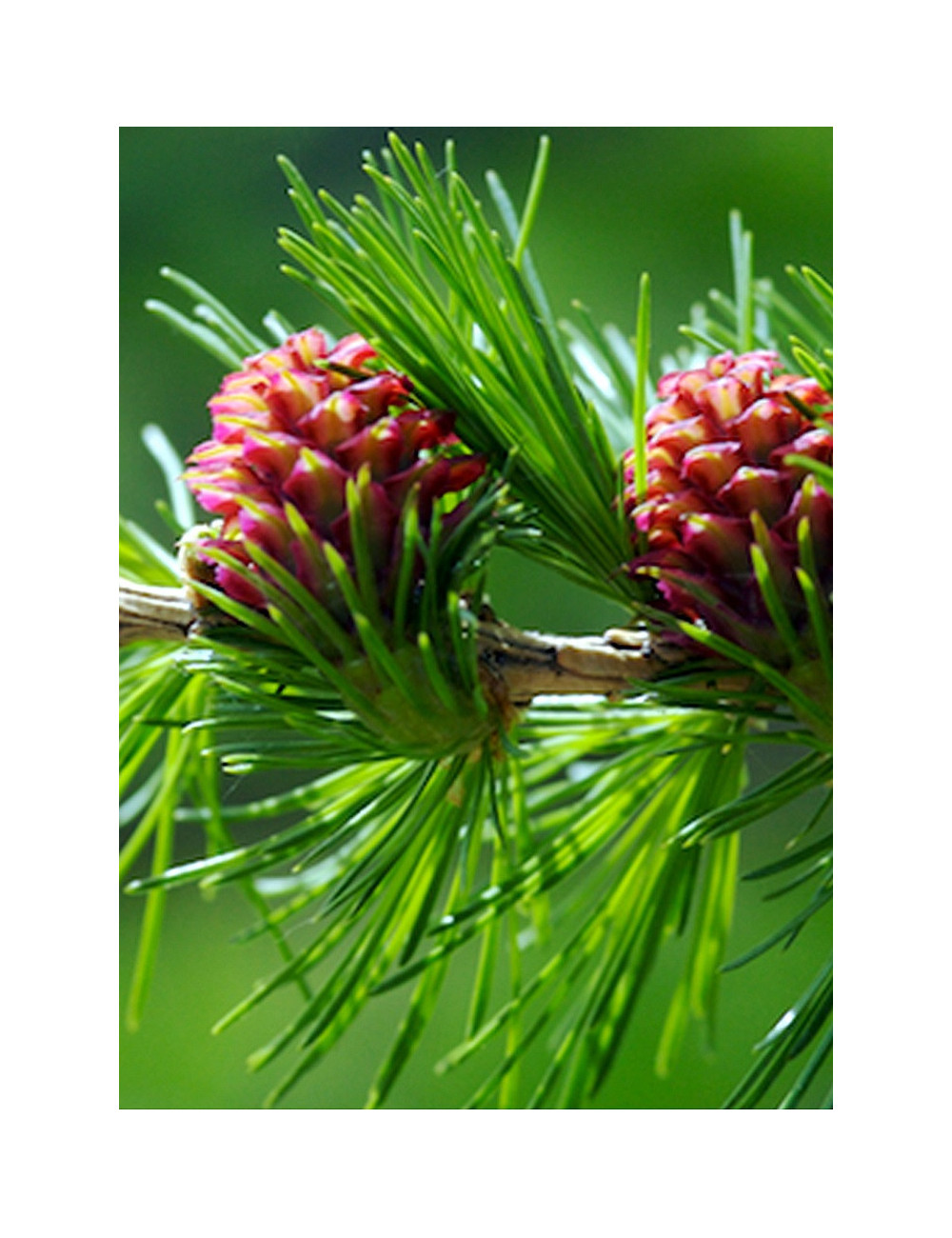 LARIX decidua