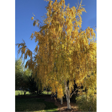 BETULA verrucosa DALECARLICA