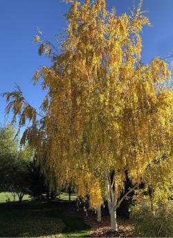 BETULA verrucosa DALECARLICA