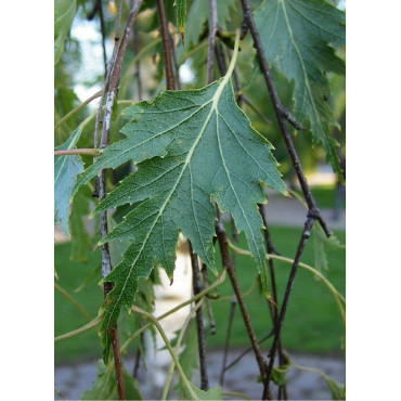 BETULA verrucosa DALECARLICA