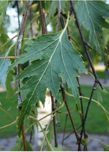 BETULA verrucosa DALECARLICA