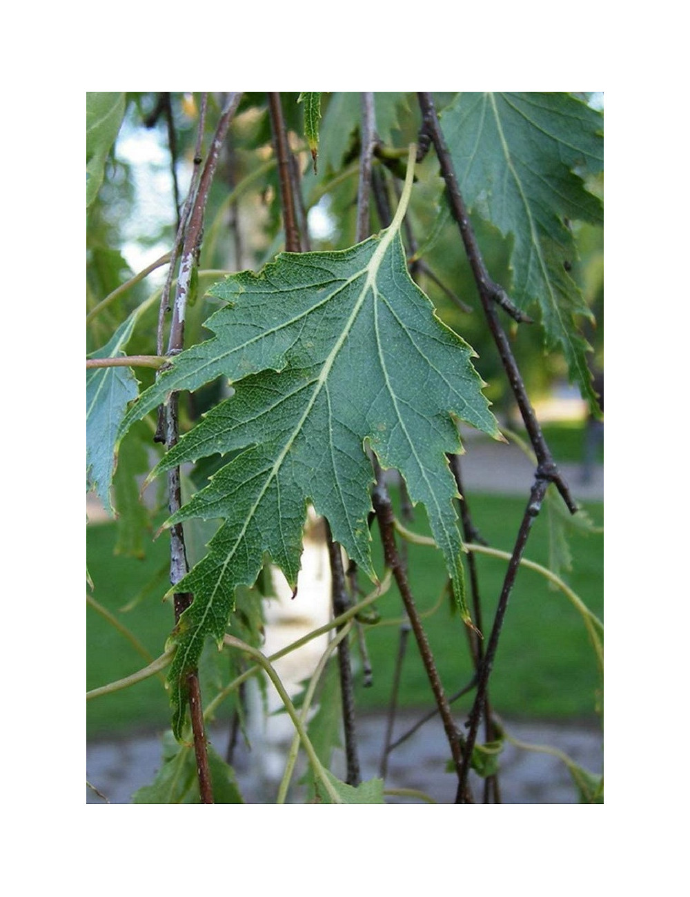 BETULA verrucosa DALECARLICA